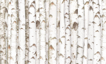 Wallpaper Birch Tree Patterns