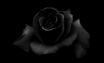 Wallpaper Black Rose