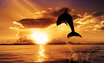 Wallpaper Dolphin Sunset