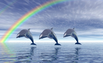 Wallpapers Dolphin