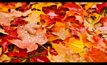 Wallpaper Fall Leaves
