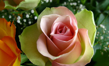  Flowers Rose HD