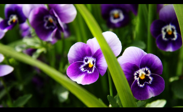  for Desktop Purple Flowers