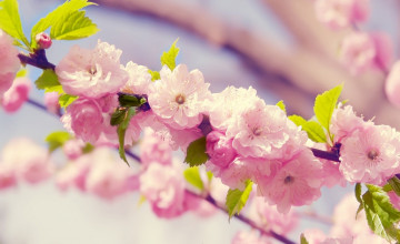Wallpaper Japan Cherry Blossoms