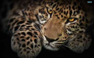  Leopard