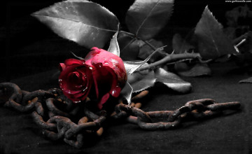  Of Black Rose