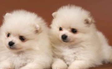Wallpaper Of Cute Puppies