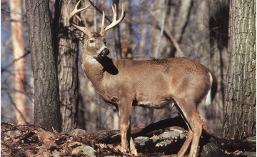  of Deer Bucks