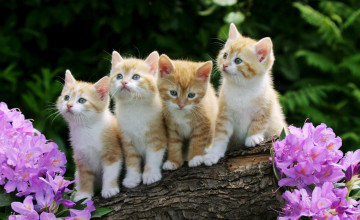 Wallpapers of Kittens
