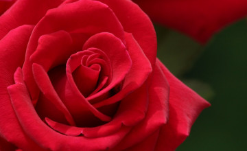  Of Rose Flower