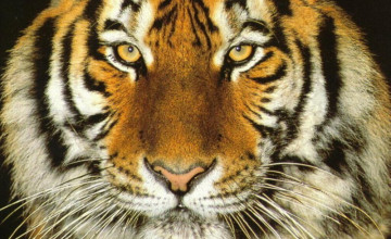 Wallpapers of Tigers