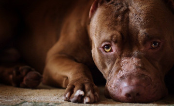 Wallpapers Pit Bull