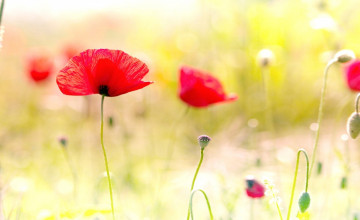 Wallpapers Poppies