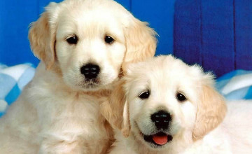 Wallpaper Puppies and Dogs