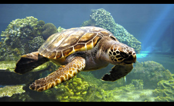Wallpapers Sea Turtle