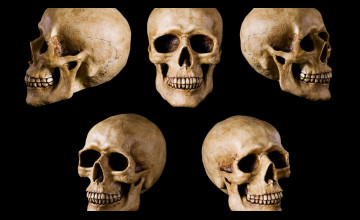 Wallpaper Skull Heads