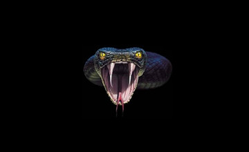 Wallpaper Snake Cobra