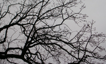 Wallpaper Trees Silhouette Branches