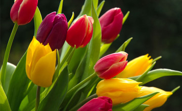  Tulips Flowers