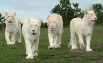 Wallpaper White Lion