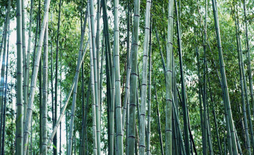 Wallpapers with Bamboo Design