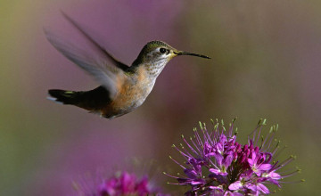 Wallpapers with Hummingbirds