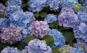 Wallpapers with Hydrangeas