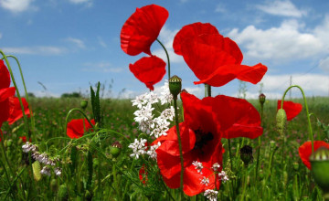 Wallpaper with Poppies
