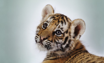  of Baby Tigers
