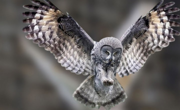 Wallpapers of Owls
