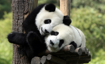 Wallpapers of Pandas