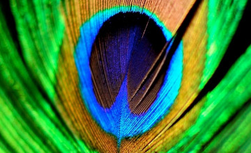  Of Peacock Feathers Hd 2015