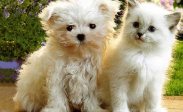 Wallpapers of Puppies and Kittens
