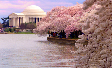 Washington DC Cherry Blossom Wallpaper