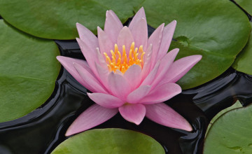 Water Lilies Wallpapers