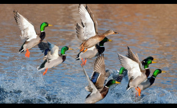 Waterfowl Backgrounds