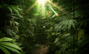 Weed Wallpapers Desktop