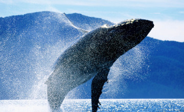 Whale Wallpapers