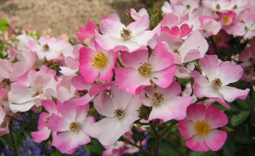 White and Pink Flowers Wallpaper