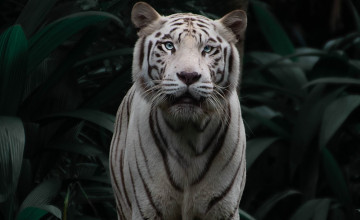 White Bengal Tigers Wallpapers