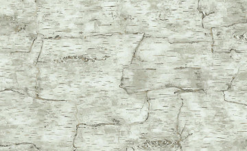 White Birch Bark Wallpaper
