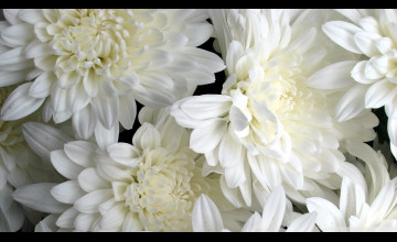 White Flower Wallpapers