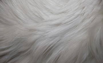 White Fur