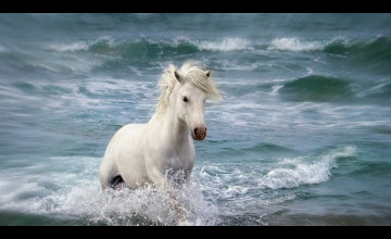 White Horse Running On Beach