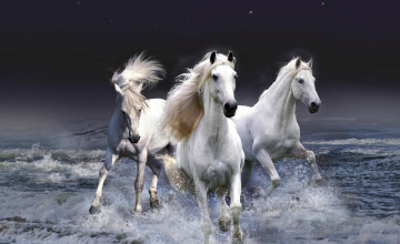 White Horse Wallpaper