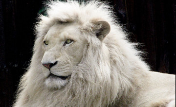 White Lion Backgrounds
