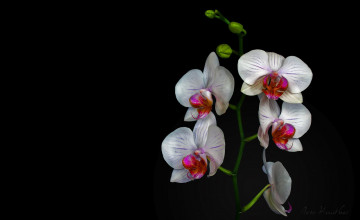 White Orchids Wallpapers