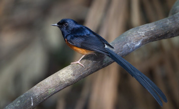 White-rumped Wallpapers