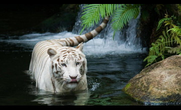 White Tiger Hd Wallpapers