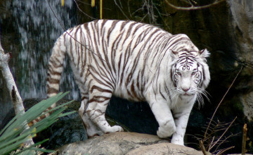 White Tiger Images